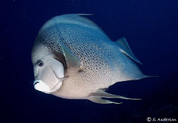 "Sailing along the Wall" This photo of a  Grey Angelfishw... by Steven Anderson 